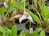 Masdevallia Snowberry