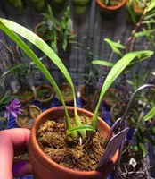Bulbophyllum scaphioglossum