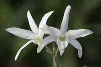 Dendrobium moniliforme