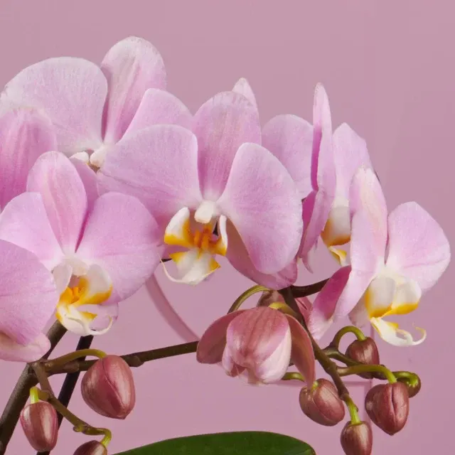 Phalaenopsis Padova