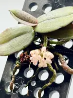 Schoenorchis endenii — No