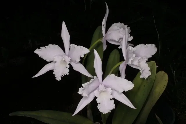 Cattleya lobata x self 'Jeni' (Cattleya)