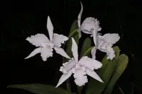Cattleya lobata 'Jeni' x self