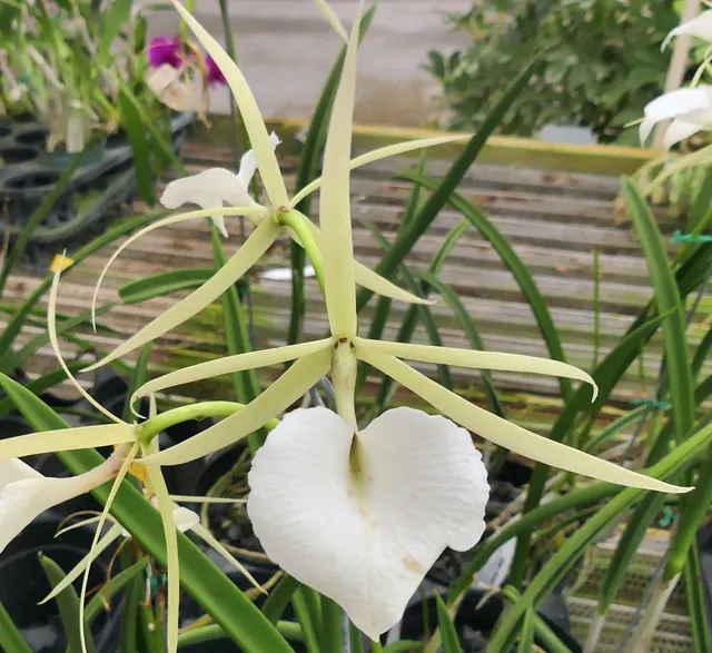 Brassavola nodosa 'Joyce Weaver' (Brassavola)