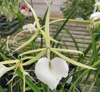 Brassavola nodosa 'Joyce Weaver'.