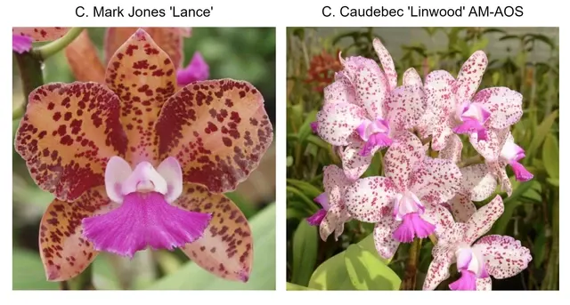 Cattleya Nancy Jane Losgar