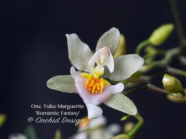 Oncidium Tsiku Marguerite 'Romantic Fantasy' (Oncidium)