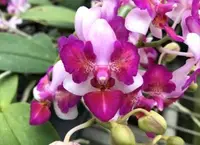 Phal. Liu's Berry 'Trinitiy' (PM246T) (Hybrid)