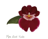 Miltoniopsis Red Tide