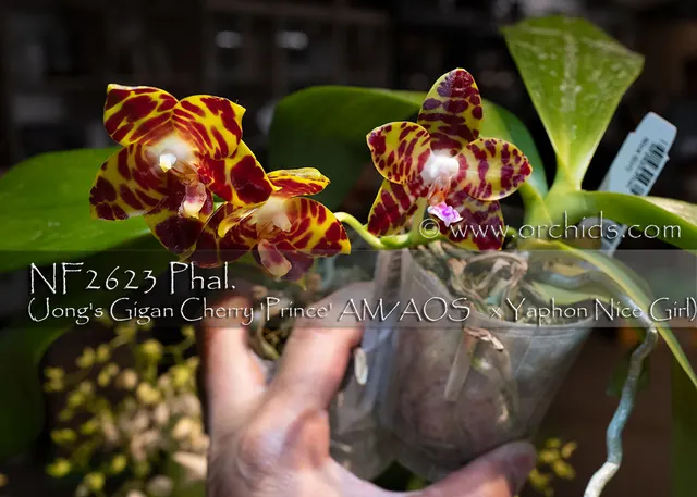 Phalaenopsis YangYang Cherry Girl 'S Gigan Cherry' (Phalaenopsis)