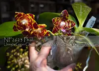 Phal. YangYang Cherry Girl (Jong's Gigan Cherry ' Prince' AM/AOS x Yaphon Nice Girl )