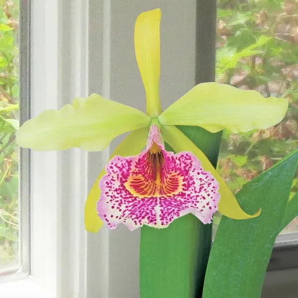Brassolaeliocattleya Orchid Keowee ‘Mendenhall’ AM/AOS
