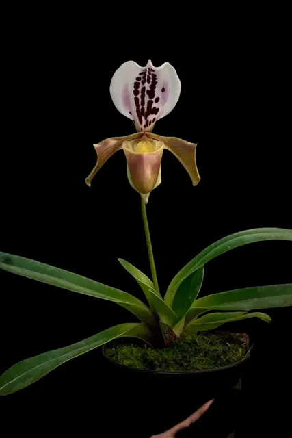 Paphiopedilum gratrixianum var. daoense (Paphiopedilum)