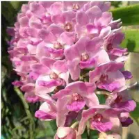 Rhyncostylis gigantea var. pink