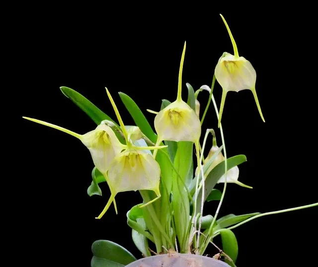 Masdevallia impostor x