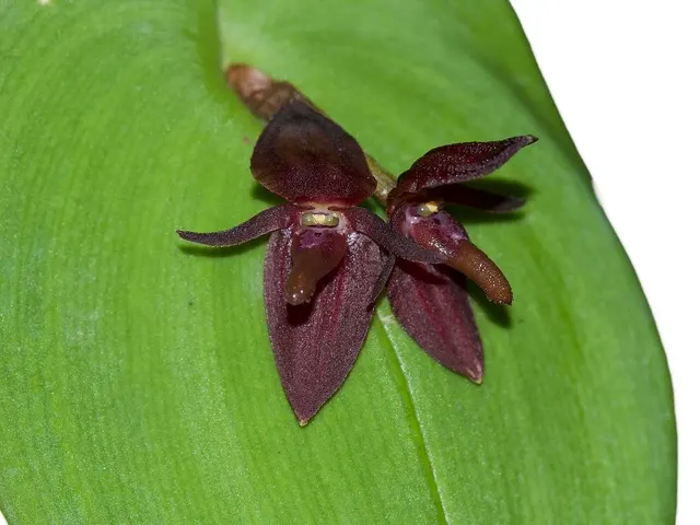 Pleurothallis linguifera