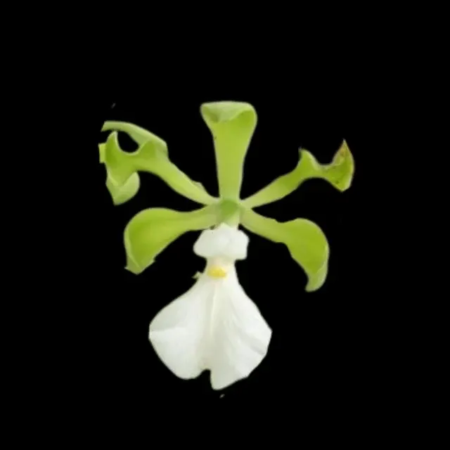 Encyclia cordigera 'Green' (Encyclia)