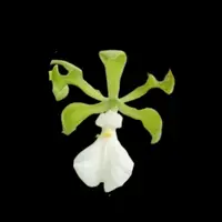 Encyclia cordigera 'Green'