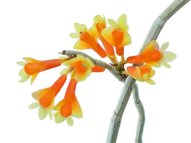 Dendrobium subclausum (Dendrobium)