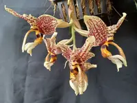 Stanhopea tigrina, seelings, shipping Included