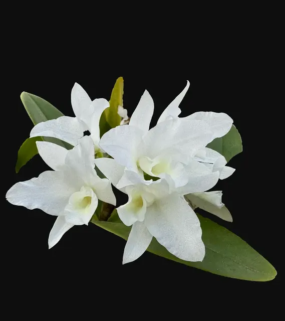 Guarianthe patinii alba x self 'Spitskop' (Guarianthe)