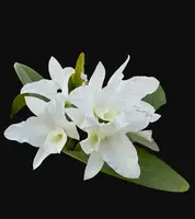 Guarianthe patinii alba 'Spitskop' x self