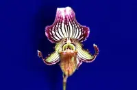 Flask - Paphiopedilum Paph. fairrieanum x sib - Slipper Orchid species