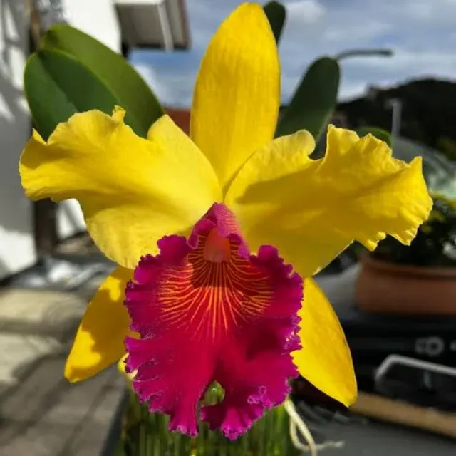 Rhyncholaeliocattleya Almakee Tip Malee (Rhyncholaeliocattleya)