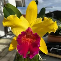 Rhyncholaeliocattleya Almakee Tip Malee