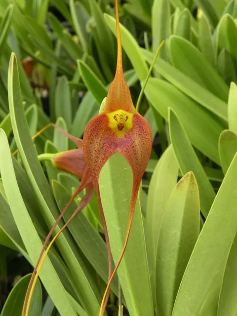 Masdevallia Memoria Aaron Jackson
