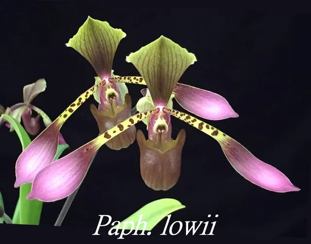 Paphiopedilum lowii (Paphiopedilum)