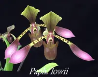 Paph. lowii x sib