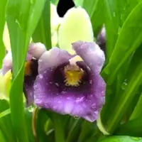 Warczewiczella discolor 'Oside's Jester'