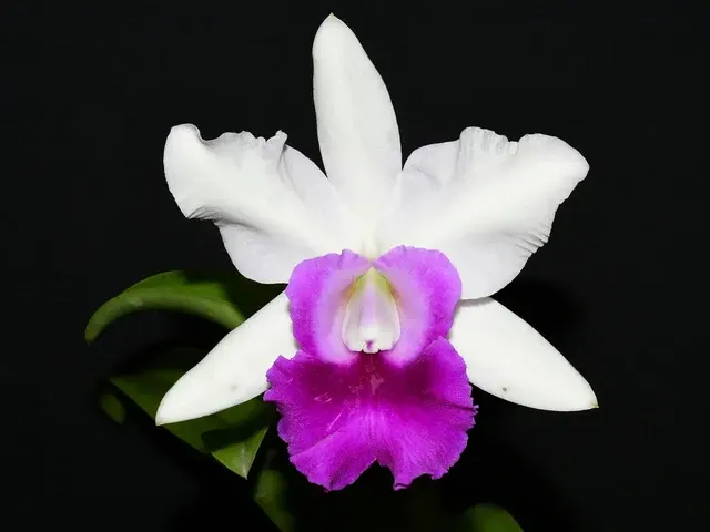 Cattleya Egerides (Cattleya)