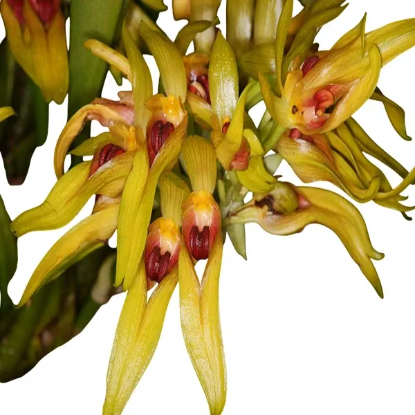 Bulbophyllum putidum × graveolens
