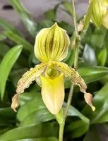 Paph. Judge Philip (philippinense auream 'Hamana Angle' x Pinocchio frm album '#4')