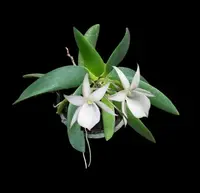 Angraecum leonis