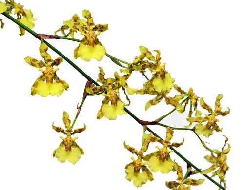 Oncidium baueri (Oncidium)