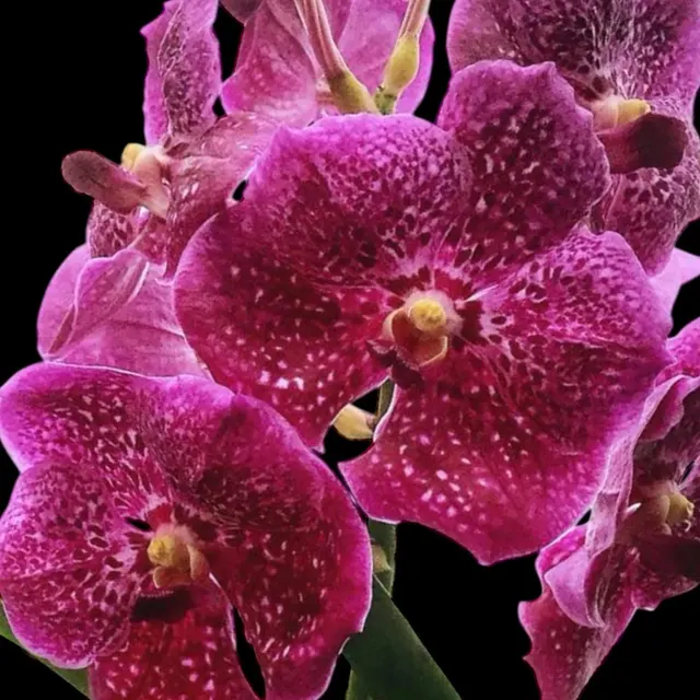 Vanda Fantastic Fanfare