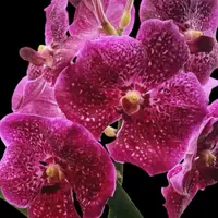 Vanda Fantastic Fanfare “Sarm Ng” Blooming Size (3.5” basket)
