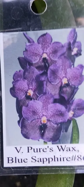 Vanda Pure's Wax
