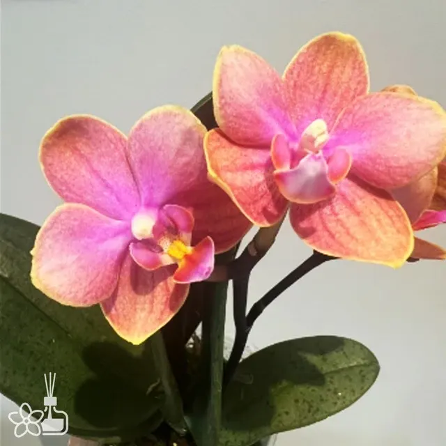Phalaenopsis Magic Castle