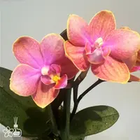 [Bare-root][New] #PA# Phal. Magic Castle 魔法城堡 [2.4" BS][Sept in stock 26]