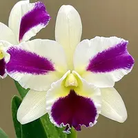 Rlc. Fong Yuan Beauty 'Da-Hsin #7'