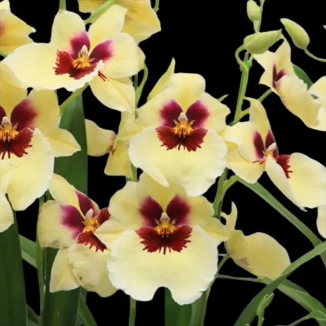 Miltonia Enzan Sunrise