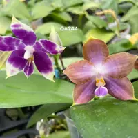 Phalaenopsis (Mainshow Starry Night x MS Magic Princess) - this is a seedling