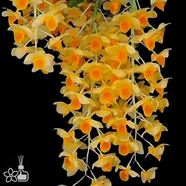 Dendrobium farmeri f. aureoflavum