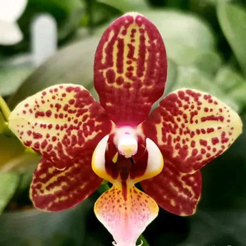 Phalaenopsis Allura 'Jimbo' (Phalaenopsis)