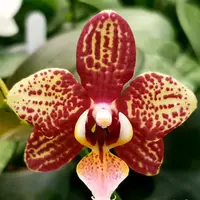 [Bare-root][Import AS-IS] #PA# Phal. Allura 'Jimbo' [2.5" BS][Sept Preorder 26]