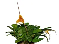Masdevallia Angel Candy